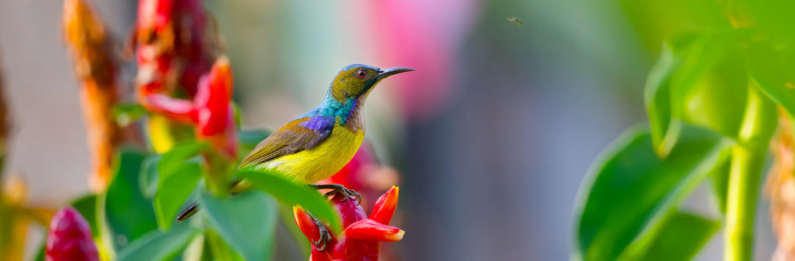 Khao Lak en Thaïlande : que faire, que voir et où dormir