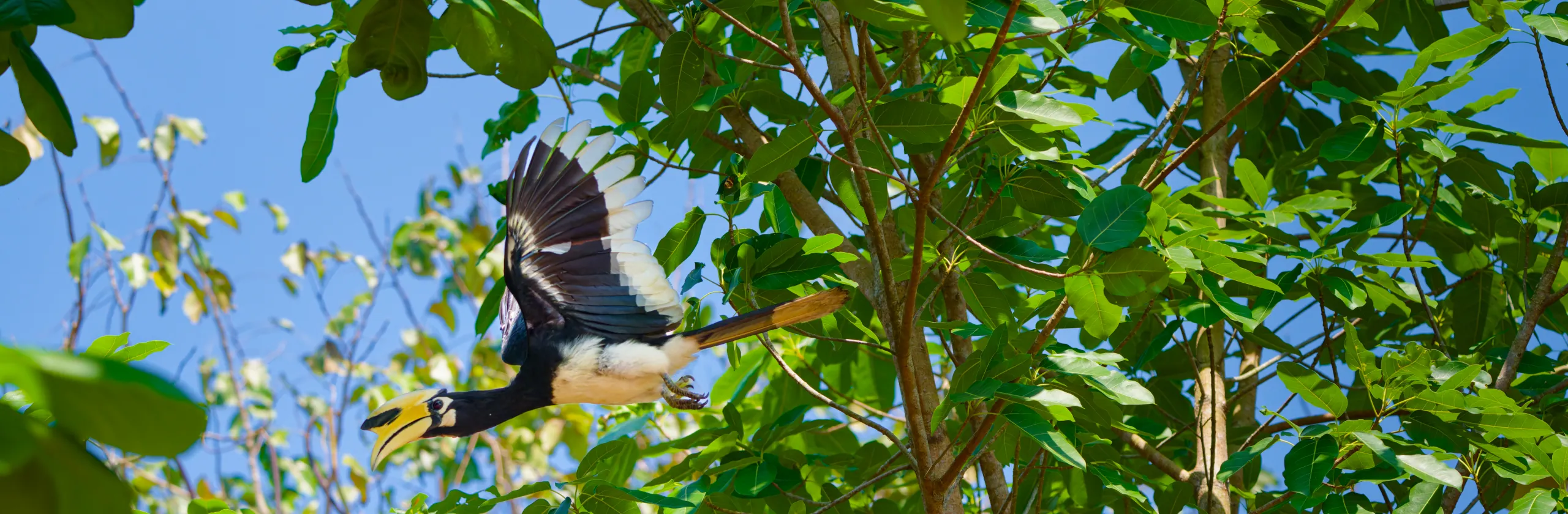 Koh Phayam en Thaïlande : plages, snorkeling, restaurants et hébergements