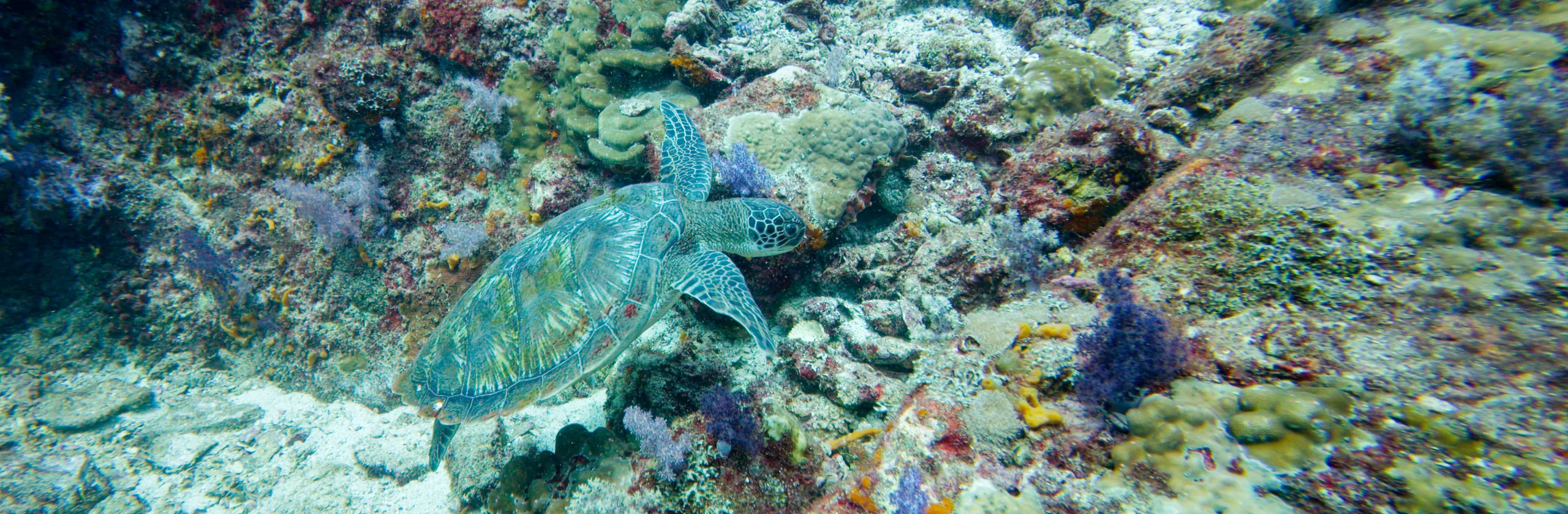 Top 3 des sites de plongée autour de Koh Lanta