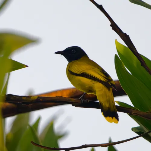 Bulbul Cap-Nègre Microtarsus melanocephalos