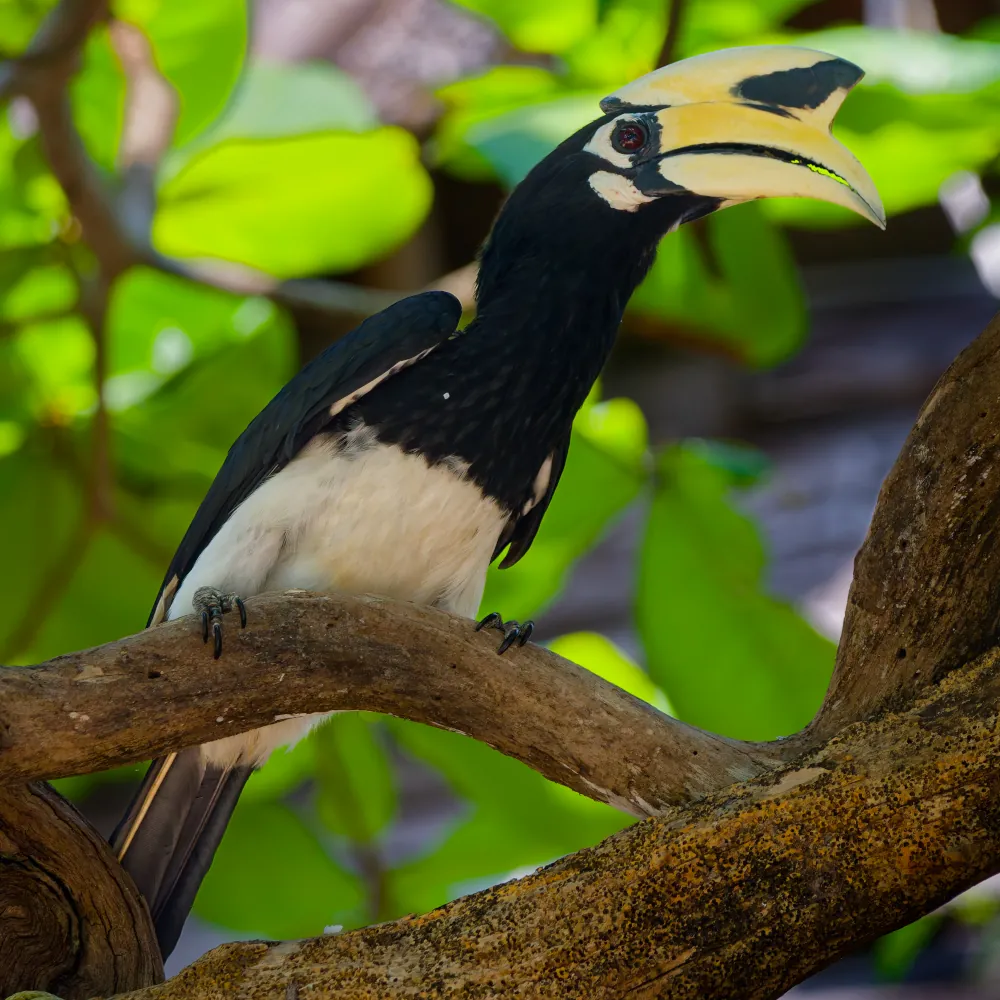 Calao Pie Anthracoceros albirostris