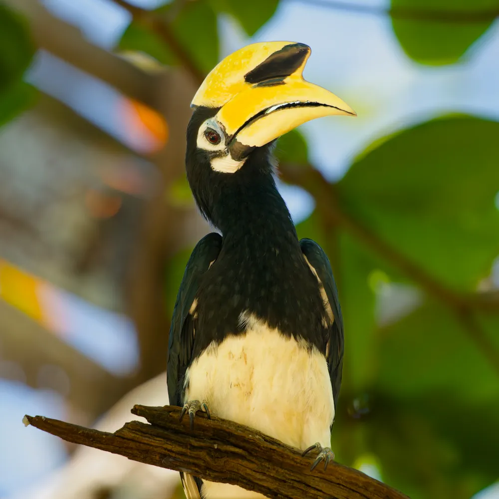 Calao Pie Anthracoceros albirostris