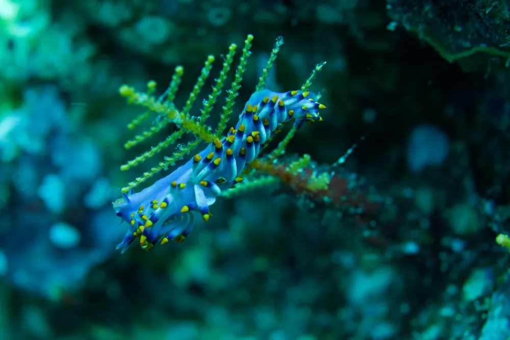 Cuthona du Siboga Tenellia sibogae