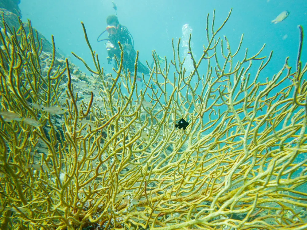 Demoiselle à Trois Points Dascyllus trimaculatus