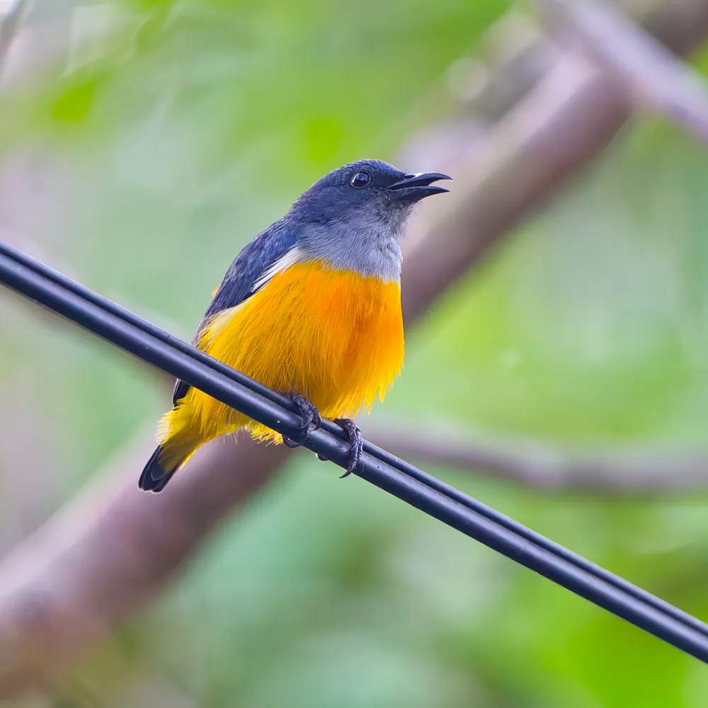Dicée à Ventre Orange Dicaeum trigonostigma