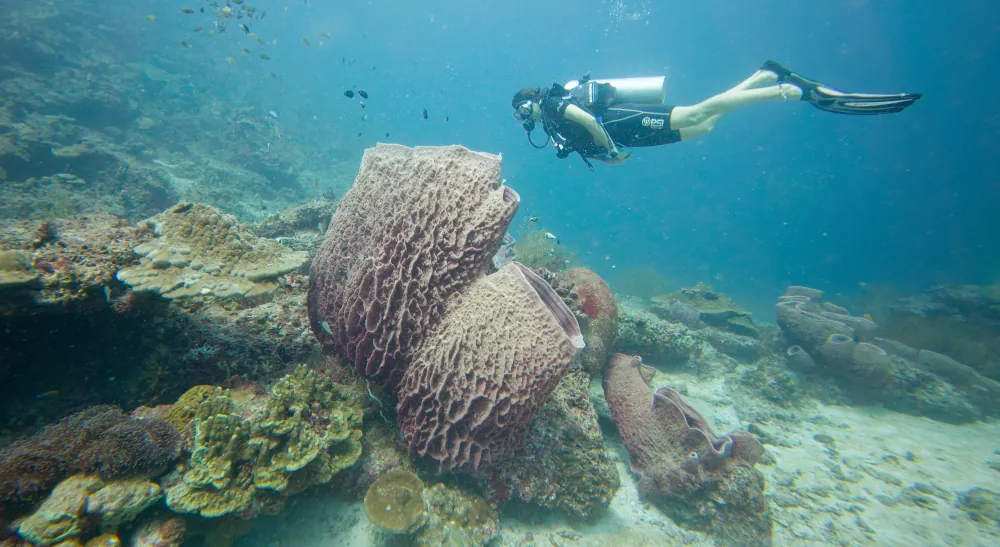 Éponge-Barrique Xestospongia testudinaria
