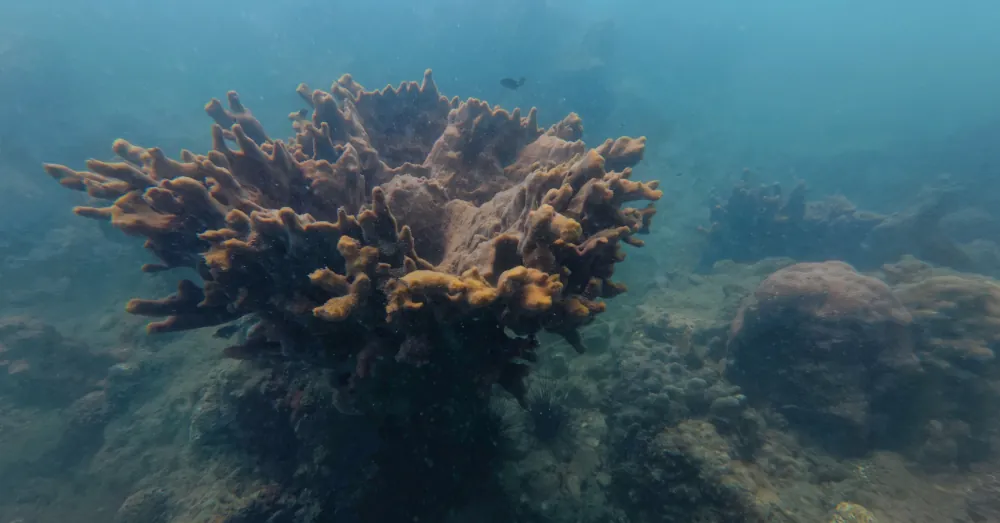 Fond sous-marin à Koh Phayam