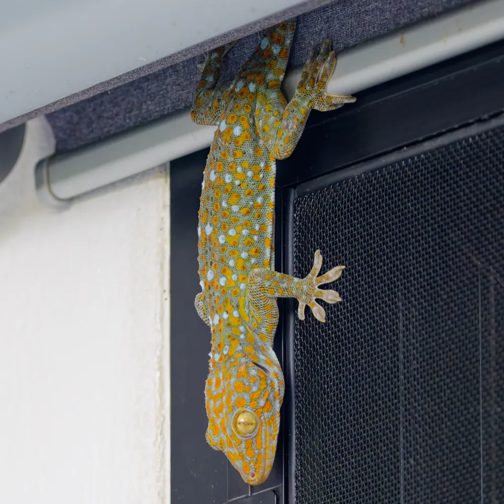 Gecko Tokay Gekko Gekko