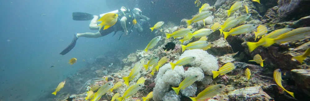 Demoiselle Dorée Amblyglyphidodon aureus