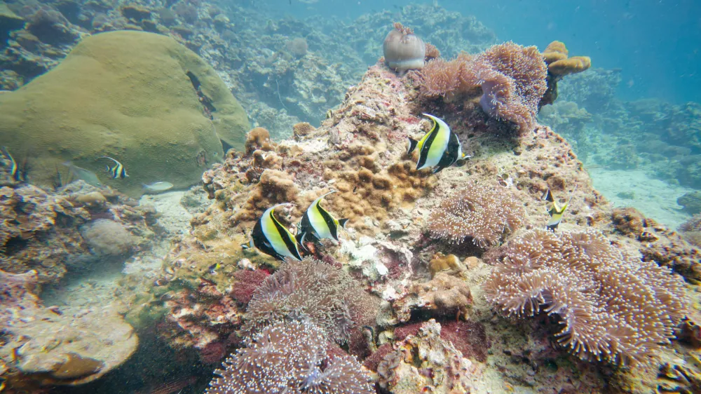 Idole Maure - Zanclus cornutus