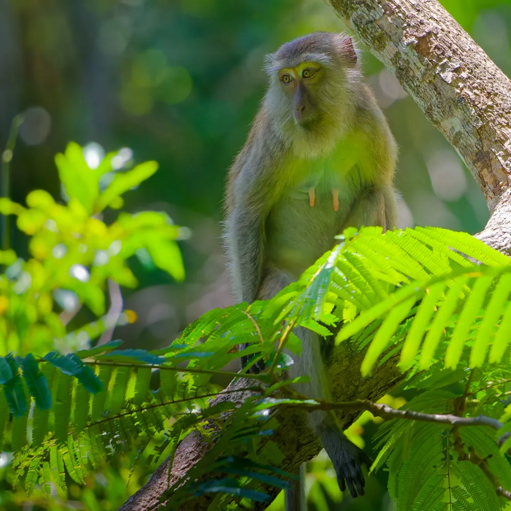 Macaque Crabier Macaca fascicularis