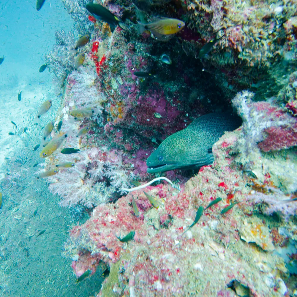 Murène Javanaise Gymnothorax javanicus