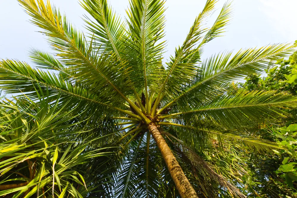 Farniente sous les palmiers de Koh Phayam