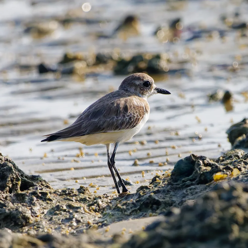 Pluvier du Tibet Anarhynchus atrifrons