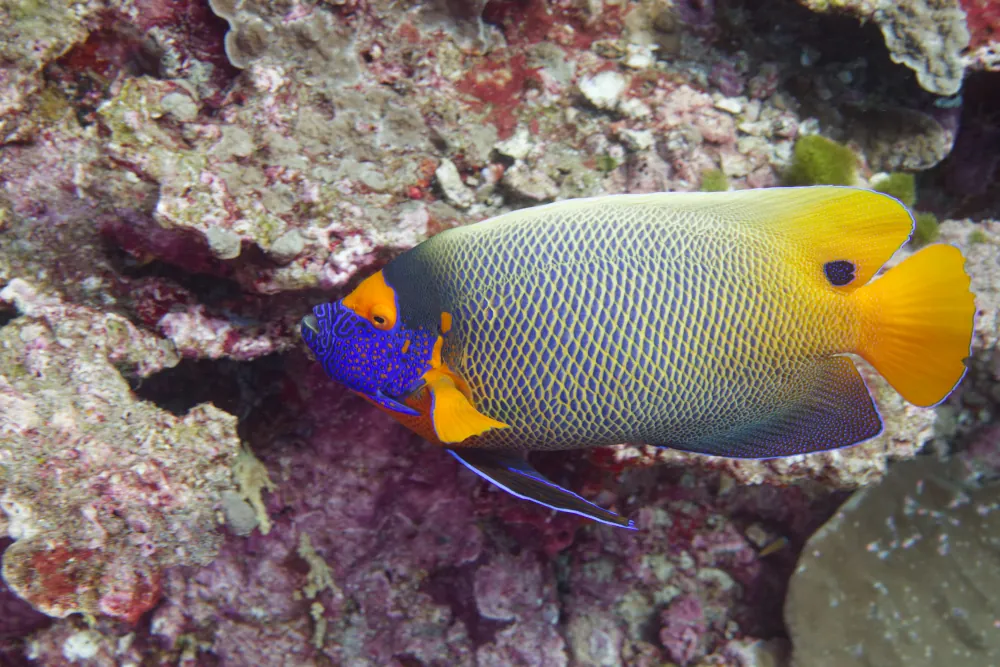 Poisson-ange à Tête Bleue Pomacanthus xanthometopon