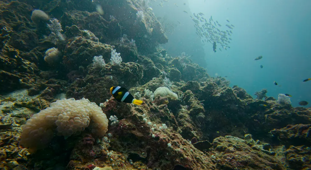 Poisson-clown de Clark Amphiprion clarkii