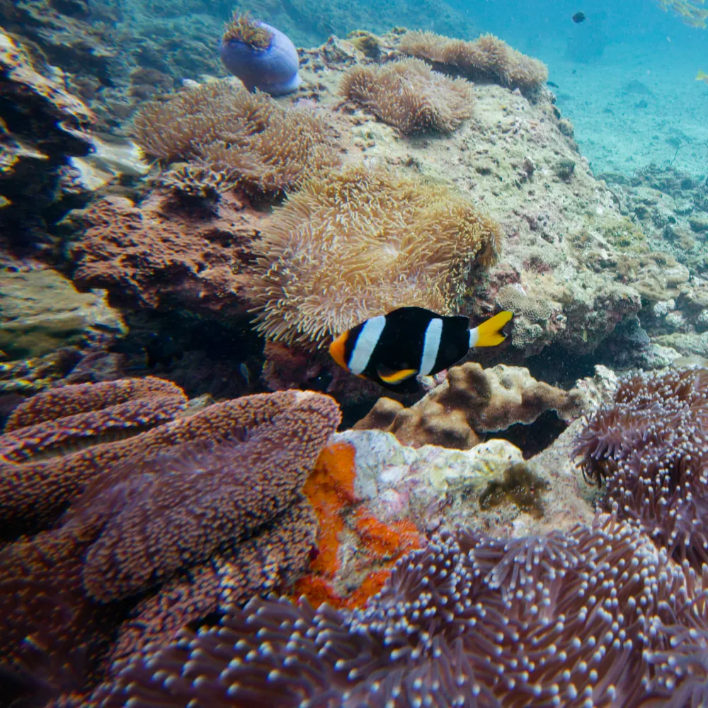 Poisson-clown de Clark Amphiprion clarkii