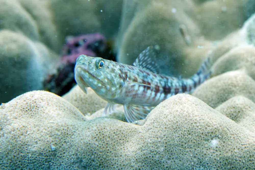 Poisson-lézard Bigarré Synodus variegatus