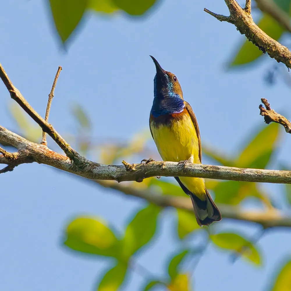 Souimanga Orné Cinnyris ornatus