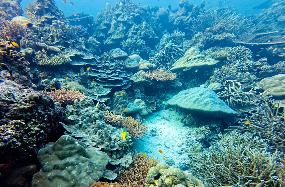 Coraux des iles Surin