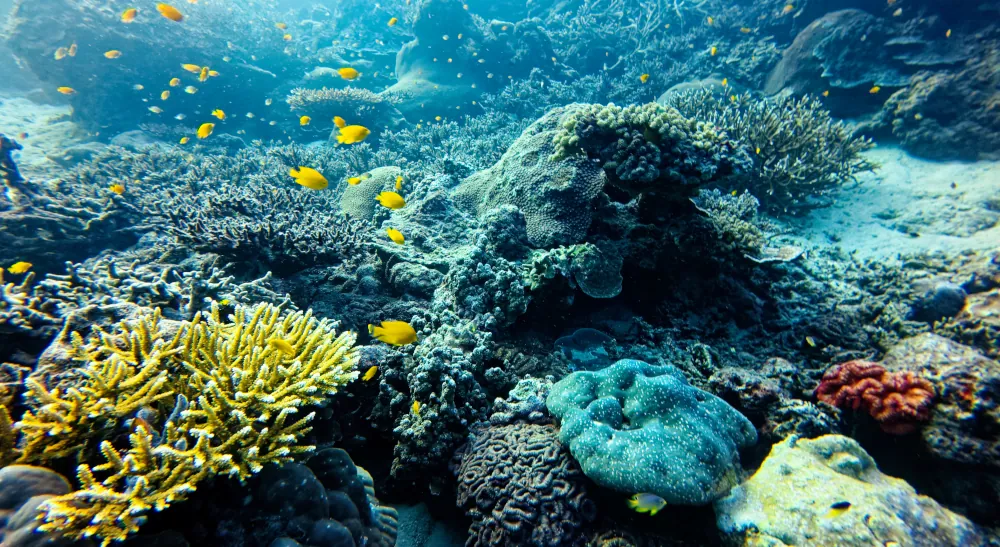 Demoiselles dorées aux îles Surin