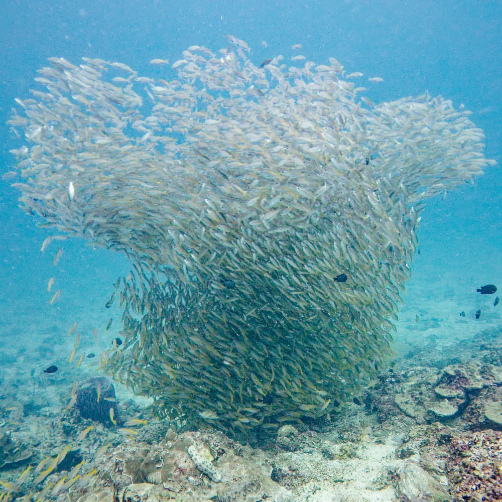 Tornades de Vivaneaux à gros yeux
