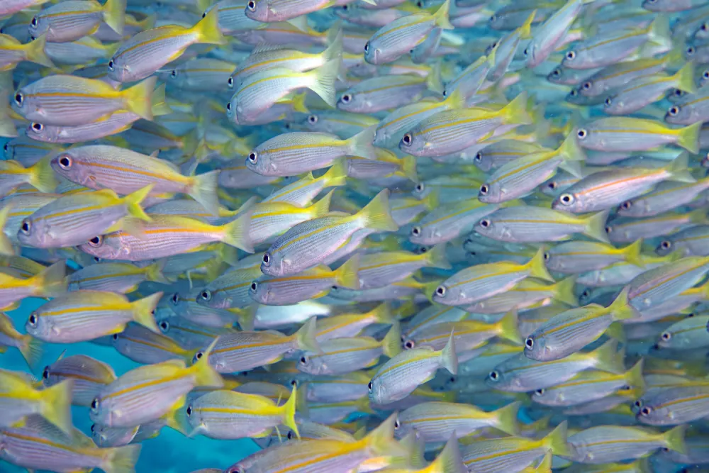 Vivaneau Gros Yeux Lutjanus lutjanus